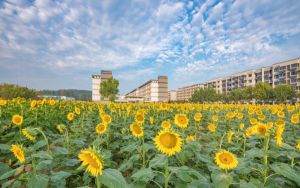 重慶高考多少分能上浙江萬(wàn)里學(xué)院,？附2022-2024年最低錄取分?jǐn)?shù)線