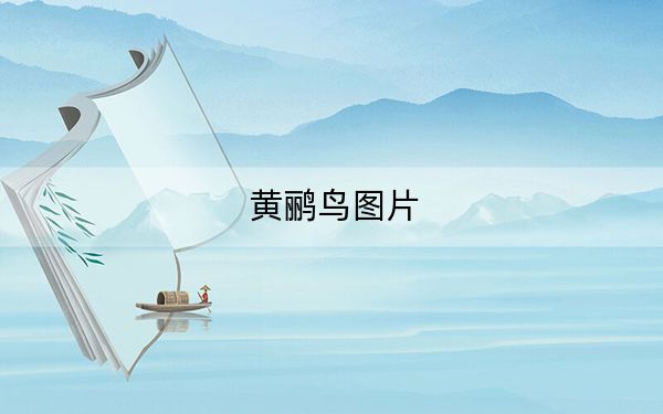 黃鸝鳥(niǎo)圖片